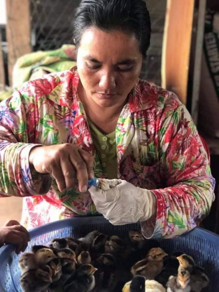 Hem Vany (leader of a women’s network) is vaccinating baby chicks before she sells them to other farmers