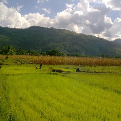 rice crop